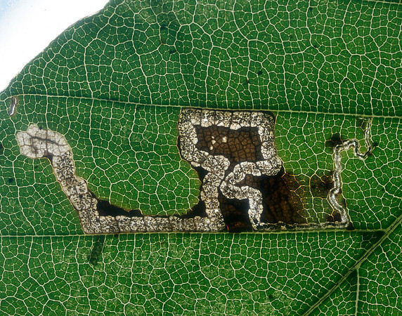4.034 BF77 Stigmella tityrella