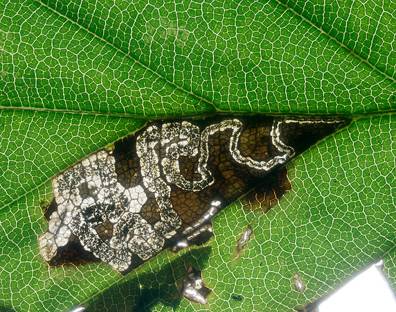4.034 BF77 Stigmella tityrella