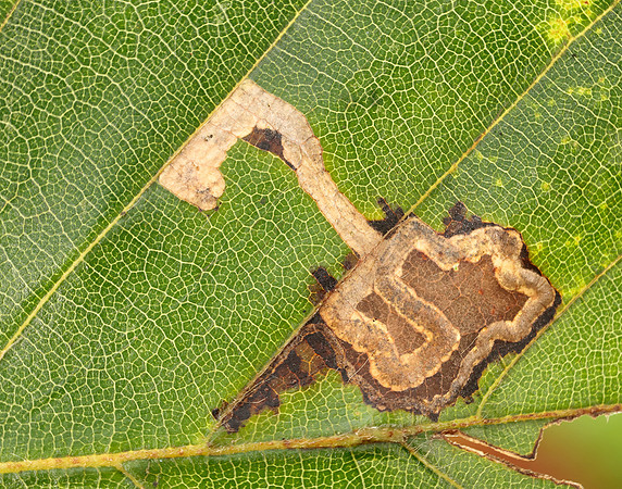 4.034 BF77 Stigmella tityrella
