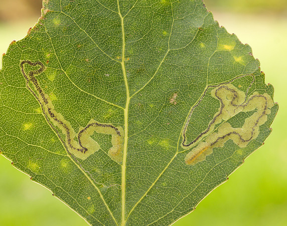4.039 BF73 Stigmella trimaculella