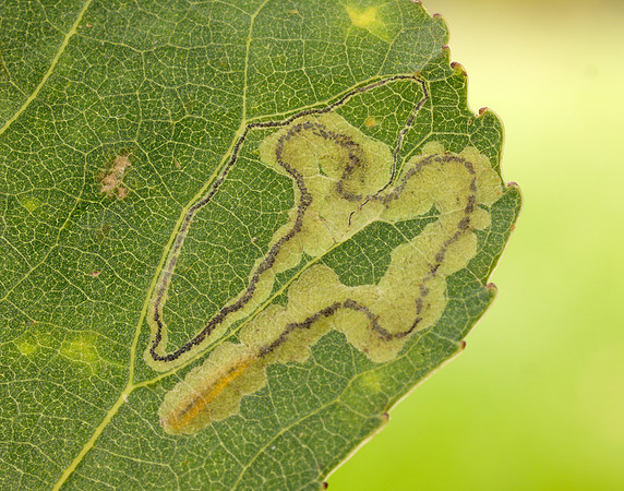 4.039 BF73 Stigmella trimaculella
