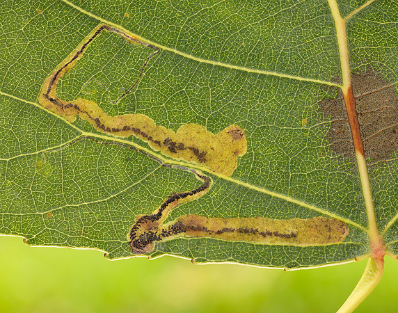 4.039 BF73 Stigmella trimaculella