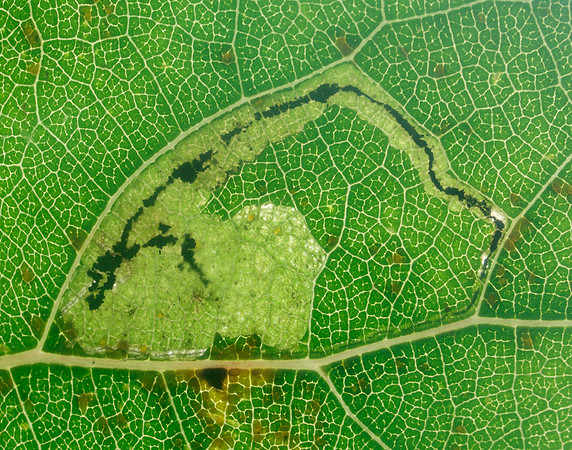 4.039 BF73 Stigmella trimaculella