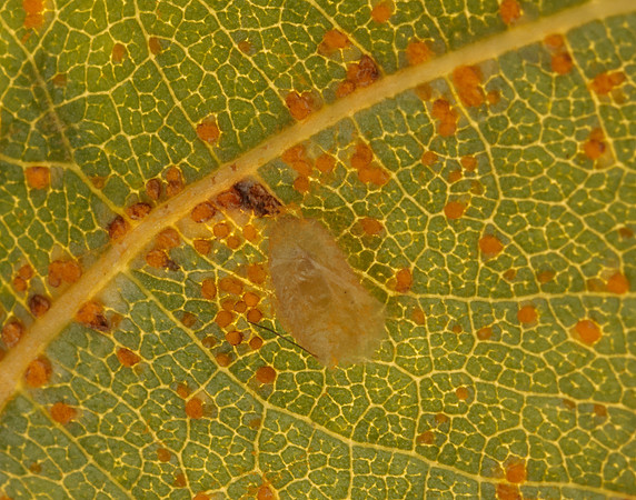 4.039 BF73 Stigmella trimaculella