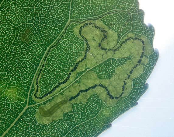 4.039 BF73 Stigmella trimaculella