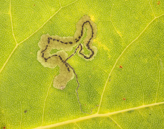 4.039 BF73 Stigmella trimaculella