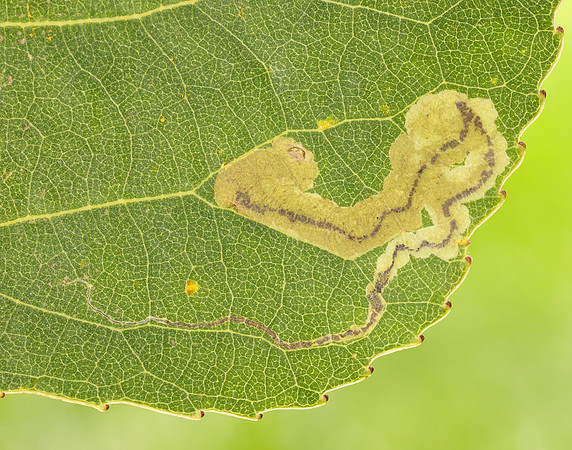 4.039 BF73 Stigmella trimaculella