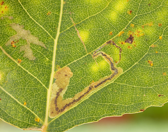 4.039 BF73 Stigmella trimaculella