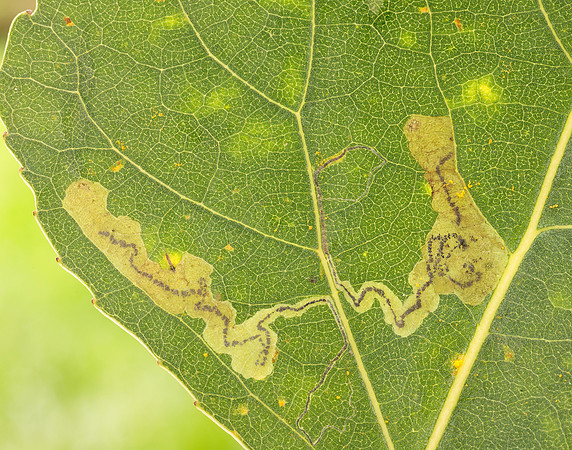 4.039 BF73 Stigmella trimaculella
