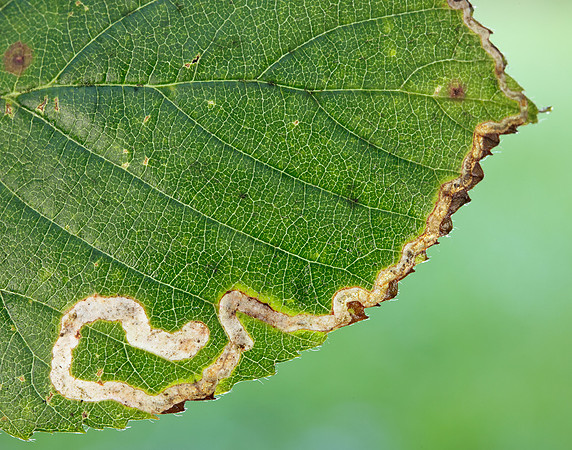 4.045 BF50 Stigmella aurella