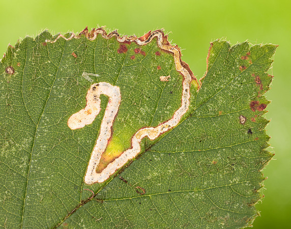 4.045 BF50 Stigmella aurella