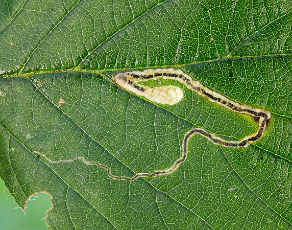4.045 BF50 Stigmella aurella