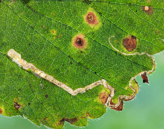 4.045 BF50 Stigmella aurella