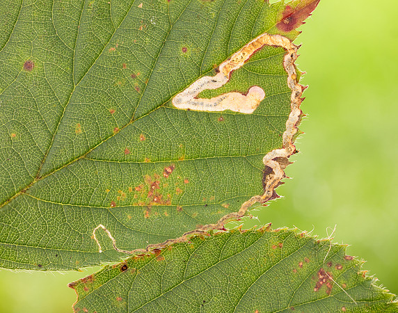 4.045 BF50 Stigmella aurella