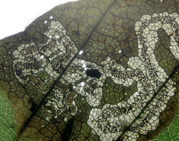 4.055 BF81 Stigmella hemargyrella