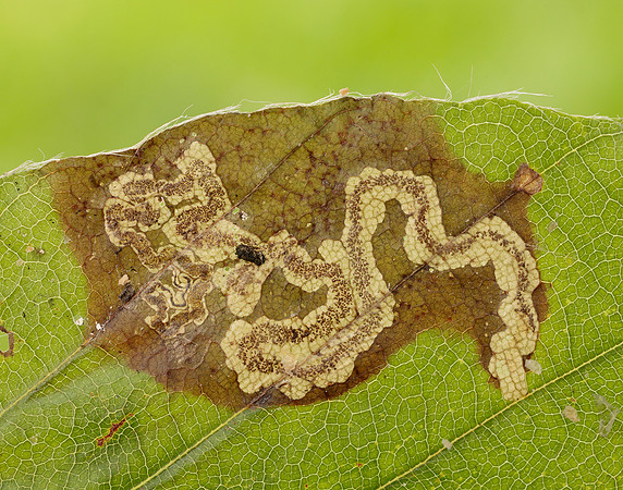 4.055 BF81 Stigmella hemargyrella
