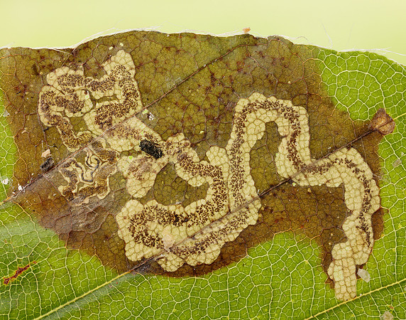 4.055 BF81 Stigmella hemargyrella