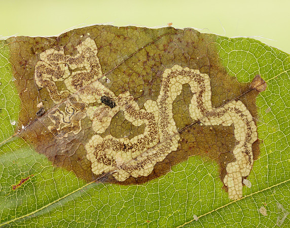 4.055 BF81 Stigmella hemargyrella