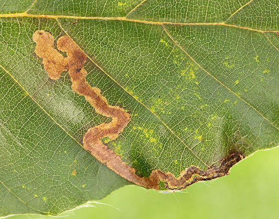 4.055 BF81 Stigmella hemargyrella