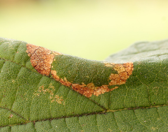 15.081 BF359 Phyllonorycter nicellii