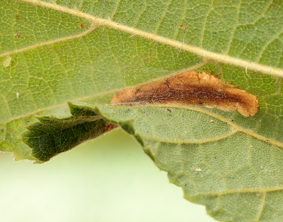 15.081 BF359 Phyllonorycter nicellii