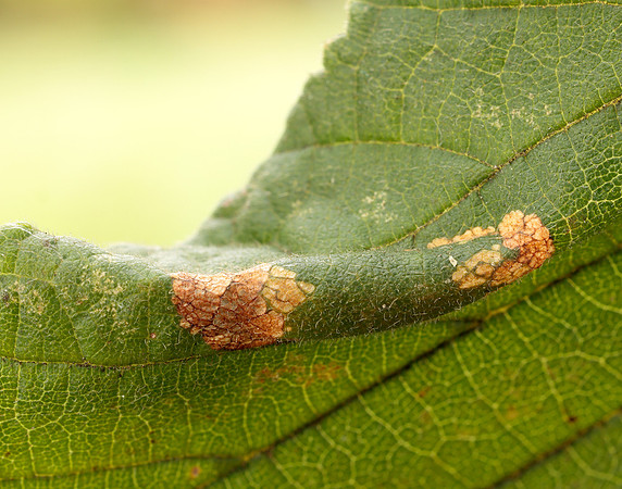 15.081 BF359 Phyllonorycter nicellii