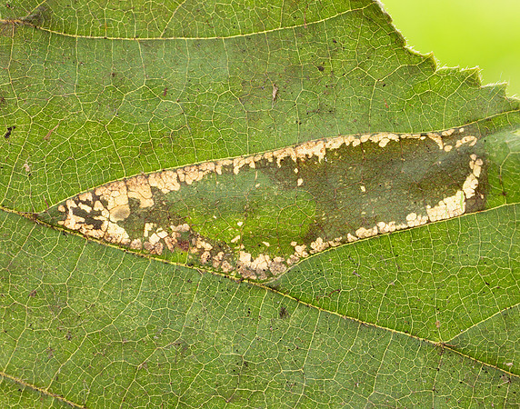 15.081 BF359 Phyllonorycter nicellii