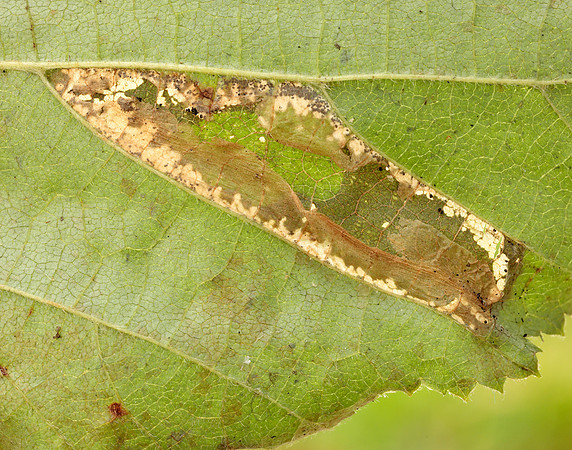 15.081 BF359 Phyllonorycter nicellii