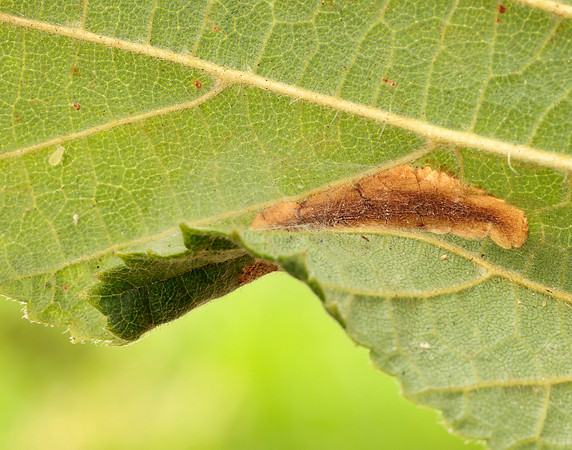15.081 BF359 Phyllonorycter nicellii
