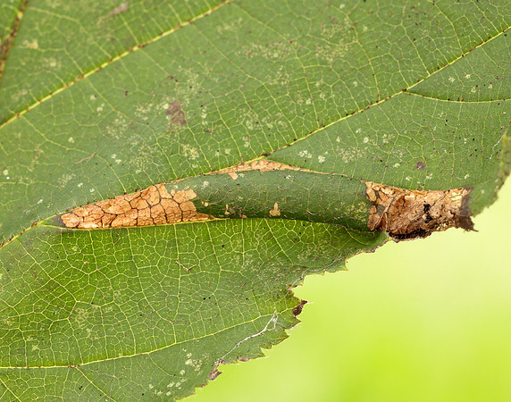 15.081 BF359 Phyllonorycter nicellii