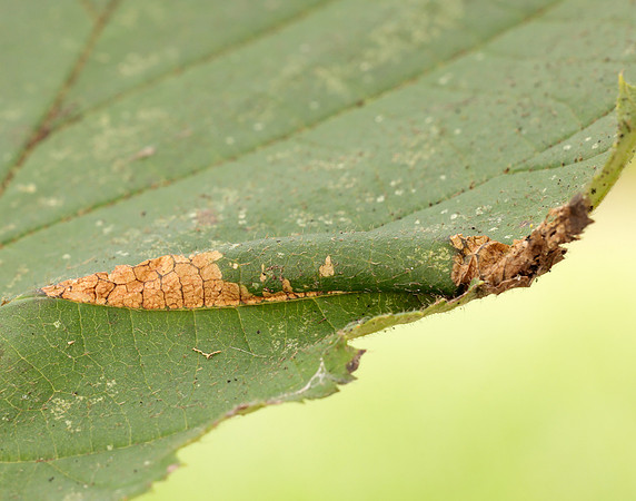 15.081 BF359 Phyllonorycter nicellii
