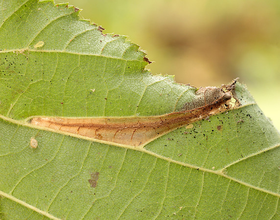 15.081 BF359 Phyllonorycter nicellii