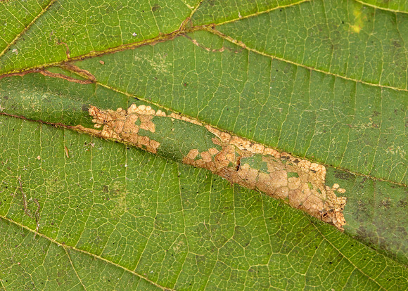 15.081 BF359 Phyllonorycter nicellii