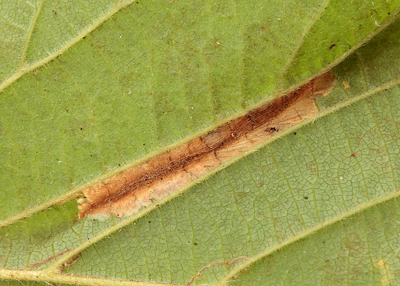 15.081 BF359 Phyllonorycter nicellii