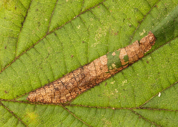 15.081 BF359 Phyllonorycter nicellii