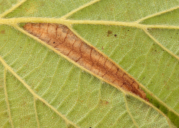 15.081 BF359 Phyllonorycter nicellii