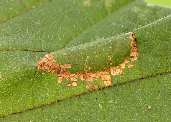 15.081 BF359 Phyllonorycter nicellii