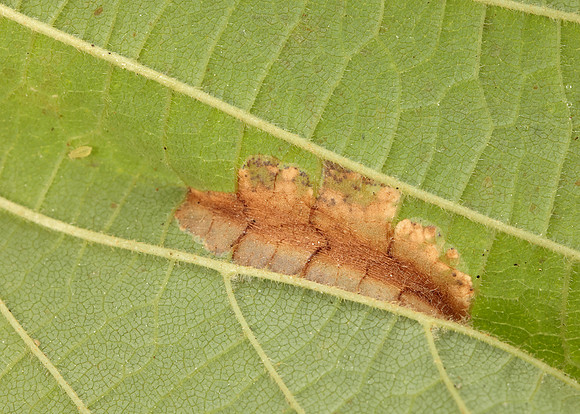15.081 BF359 Phyllonorycter nicellii