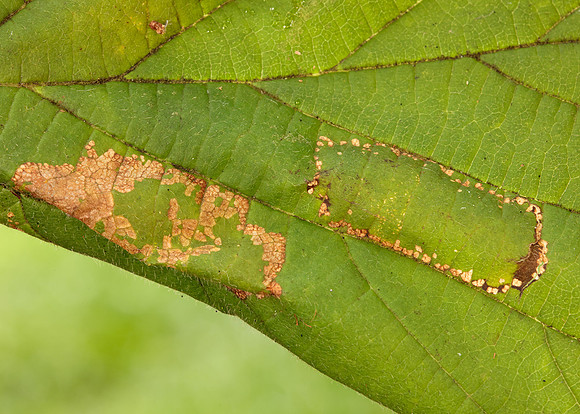 15.081 BF359 Phyllonorycter nicellii