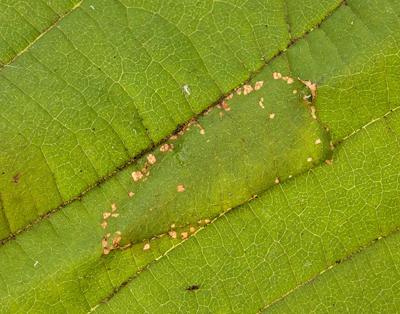 15.081 BF359 Phyllonorycter nicellii