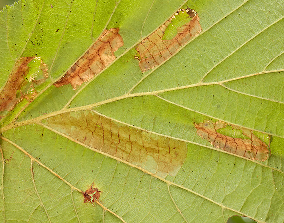 15.081 BF359 Phyllonorycter nicellii