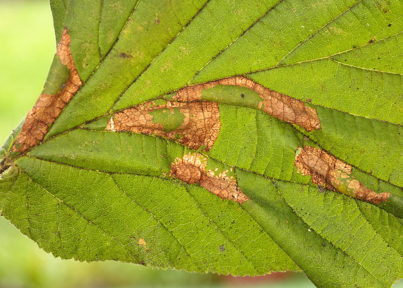 15.081 BF359 Phyllonorycter nicellii