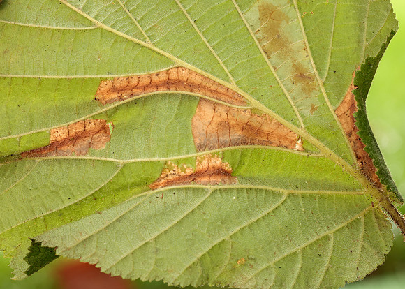 15.081 BF359 Phyllonorycter nicellii