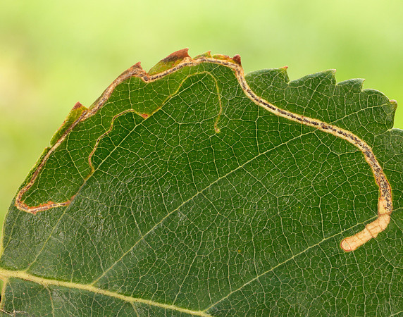21.001 BF263 Apple Leaf Miner Lyonetia clerkella
