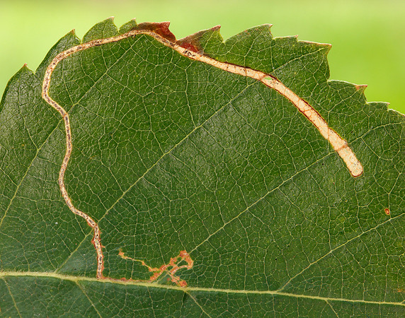 21.001 BF263 Apple Leaf Miner Lyonetia clerkella