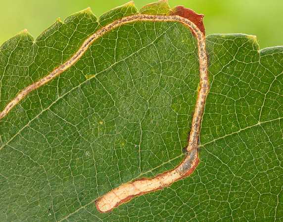 21.001 BF263 Apple Leaf Miner Lyonetia clerkella