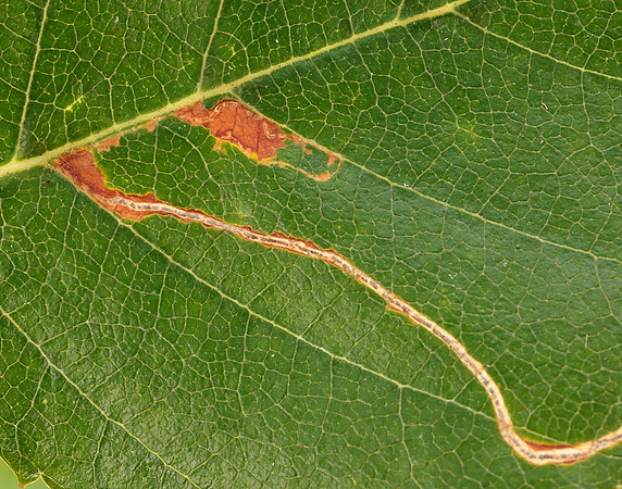 21.001 BF263 Apple Leaf Miner Lyonetia clerkella
