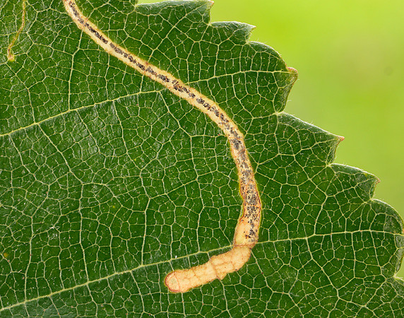 21.001 BF263 Apple Leaf Miner Lyonetia clerkella