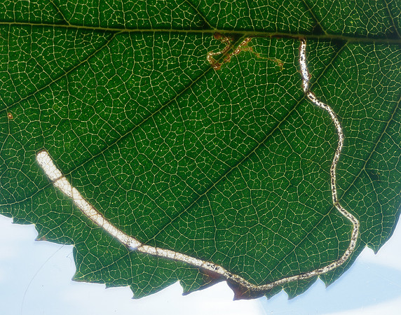 21.001 BF263 Apple Leaf Miner Lyonetia clerkella