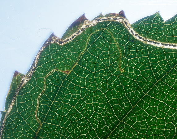 21.001 BF263 Apple Leaf Miner Lyonetia clerkella
